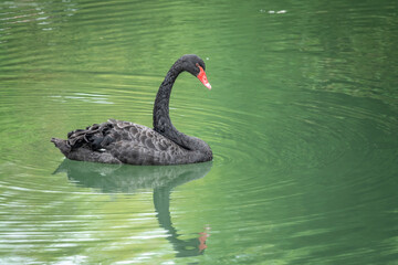 A graceful black swan with a red beak is swimming on a lake with dark green water. Cygnus atratus