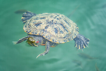 Red-eared turtle swim in the pond with turquoise water. Red-eared slider, Trachemys scripta elegans