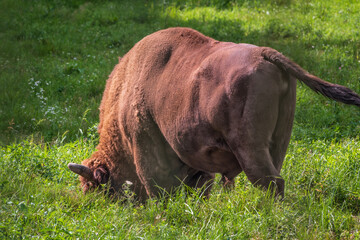 The European bison grazes on a green field with tall grass. © Dmitrii Potashkin