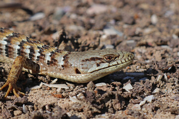 Southern Alligator Lizard (Elgaria multicarinata webbii)