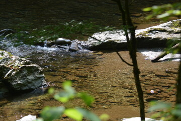 Beauty in the Smokies