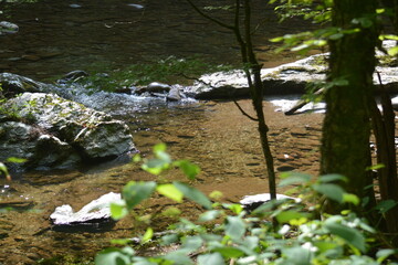 Beauty in the Smokies