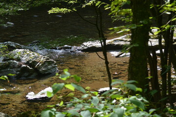 Beauty in the Smokies