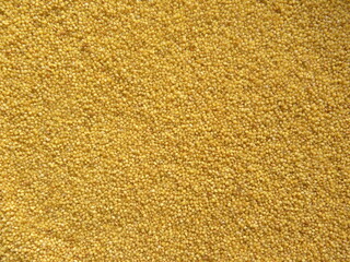Yellow color raw whole Foxtail millet or Setaria italica 