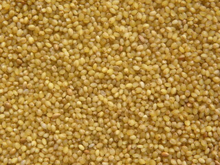 Yellow color raw whole Foxtail millet or Setaria italica 