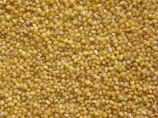 Yellow color raw whole Foxtail millet or Setaria italica 