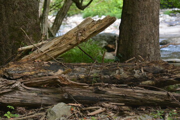 Obraz premium Beauty in the Smokies