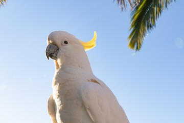 Cockatoo pretty wildlife life bird Queensland Australia against blue sky morning copy space palm...