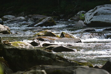 Beauty in the Smokies