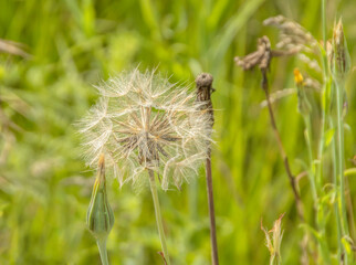 Dandelion taraxacum blowball seeding in sunny meadow macro 