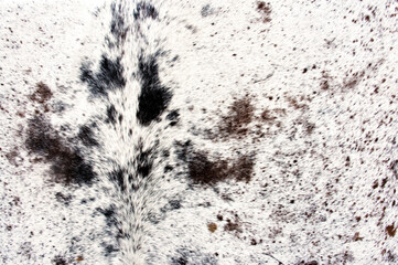 Animal real fur background