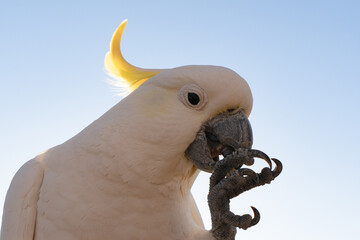 Cockatoo eating seeds pretty wildlife life bird Queensland Australia against blue sky morning copy...