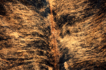 Animal real fur background