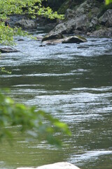 Beauty in the Smokies