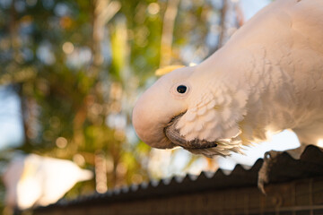 Cockatoo look down pretty wildlife life bird Queensland Australia against blue sky morning palm 2 Cockatoos