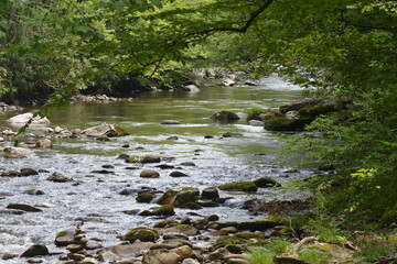 Beauty in the Smokies