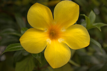 Fototapeta na wymiar Close up of a beautiful yellow flower revealing its golden petals inside