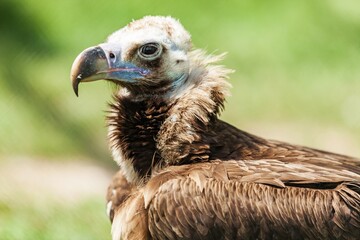 Griffon Vulture's Head Close-Up