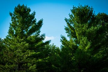 Obraz na płótnie Canvas Looking through the trees to a clear blue sky