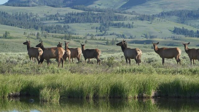 A herd of female cow alert to possible predators near water in Yellowstone National Park.