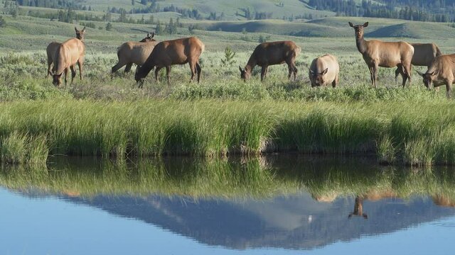 Herd of female cow elk  grazing peacefully on lush green grass with reflection of Sepucher Mountain visible in water at Swan Lake Flats in Yellowstone National Park.