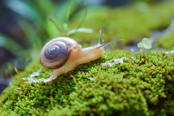 snail on green leaf - Powered by Adobe