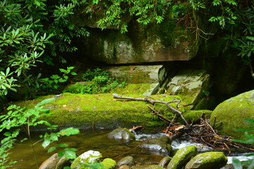 Beauty in the Smokies