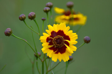 close up of yellow flower