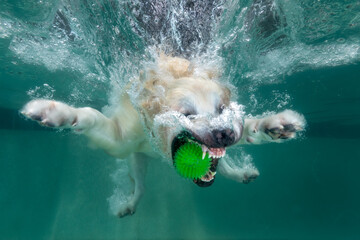 Golden retriever dog swimming under water in the pool and chasing green toy
