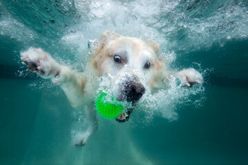 Golden retriever dog chasing toy while swimming under water in swimming pool