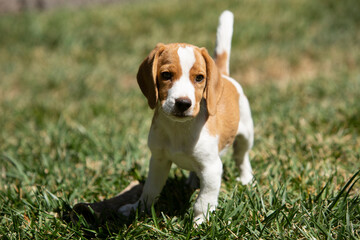 beagle puppy on grass running forward at the camera