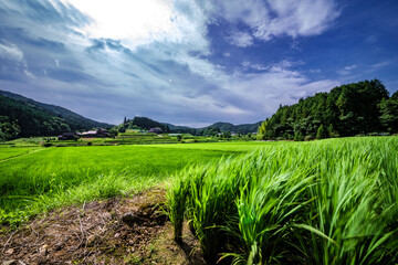 Obraz premium 里山のなびく稲穂