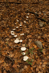 Mushroom array in forest