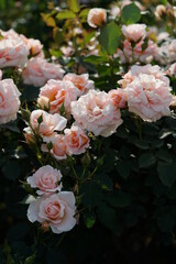 Light Apricot Flower of Rose 'Kotone' in Full Bloom
