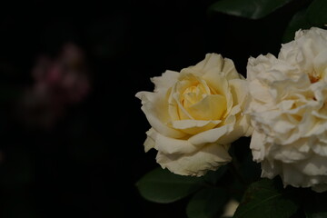 Light Cream Flower of Rose 'La Perla' in Full Bloom

