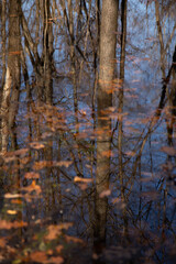 Fototapeta na wymiar staggered falling leaf over reflection lake