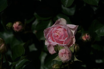 Light Pink Flower of Rose 'Larissa Balconia' in Full Bloom
