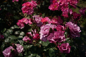 Light Purple Flower of Rose 'Le Comte Fersen' in Full Bloom
