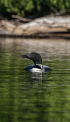 Male loon fishing on the lake 2