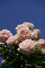 Faint Pink Flower of Rose 'Luminous Pillar' in Full Bloom
