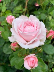 pink rose in garden