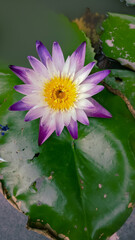 Flor de loto color lila , blanco y amarillo, con hojas verdes