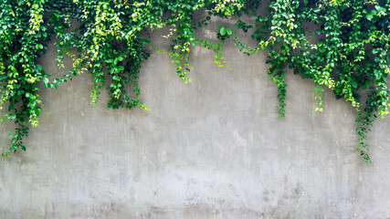 Green ivy leaves over cement wall, copy space. - obrazy, fototapety, plakaty