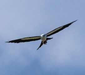 Swallow Tail Kite the Beautiful and Graceful Bird of Prey