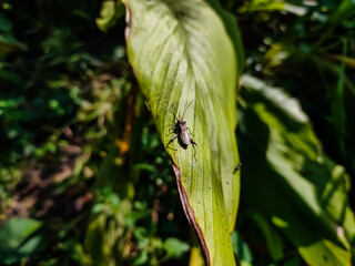 Alydidae, commonly known as broad-headed bugs, is a family of true bugs very similar to the closely related Coreidae.