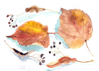 autumn lime leaves and fruits, botanical sketch, watercolor drawing