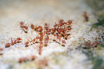 ants on the ground