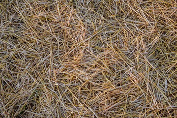 Dry straw. Background or Texture for disigne.