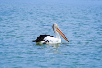 Pelican on the water at The Entrance, Central Coast, NSW, Australia.