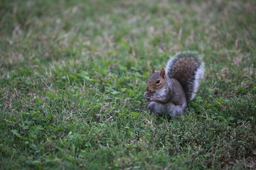 Grey squirrel in central park